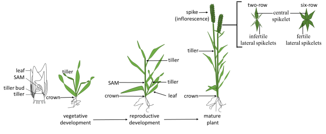 Figure 1. Barley development. During vegetative development the barley main shoot apex (MSA) is located at the basal internode of the plant called the crown. Developing leafs are surrounding the MSA and additional side shoots called tillers may be formed in the leaf axils. After transition from the vegetative to the reproductive development the MSA moves upwards and differentiates into the inflorescence. The seeds on the barley plant are located at the inflorescence (spike). The spike architecture can be arranged as two-rowed or six-rowed. In the two-rowed cultivars only the central spikelet is fertile while in the six-rowed cultivars all three spikelets produce seeds.