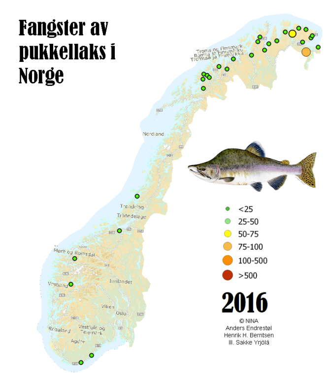 Toename van het aantal gevangen bultrugzalmen in Noorwegen in 2016