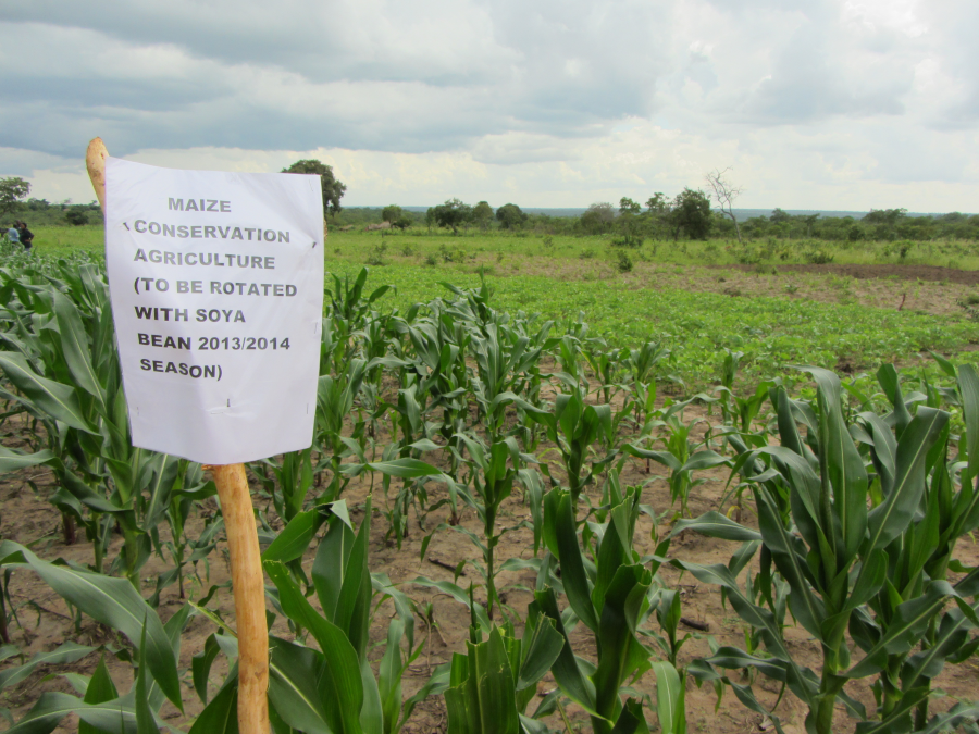 On-farm CA experiment, Zambia.png