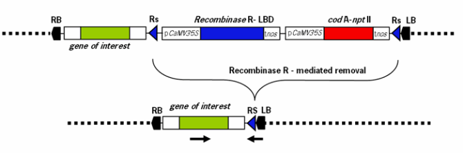 Figure 2. Schematic representation depicting the T-DNA of pMF1 before and after Recombinase R-mediated removal of the DNA-sequences that are flanked by the recombination sites (Rs). Black arrows indicate primer locations for PCR-check for confirmation of the recombination event.