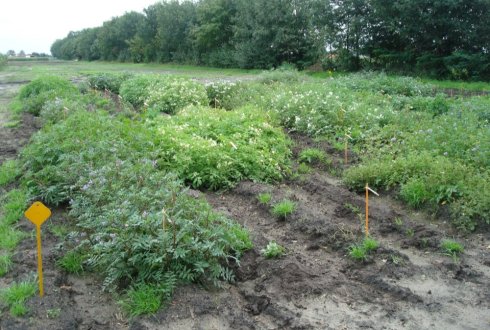 WUR studies wild potatoes for new pest-free potato varieties
