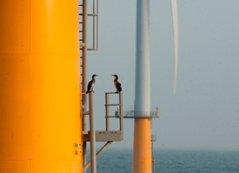aalscholver-windpark.jpg