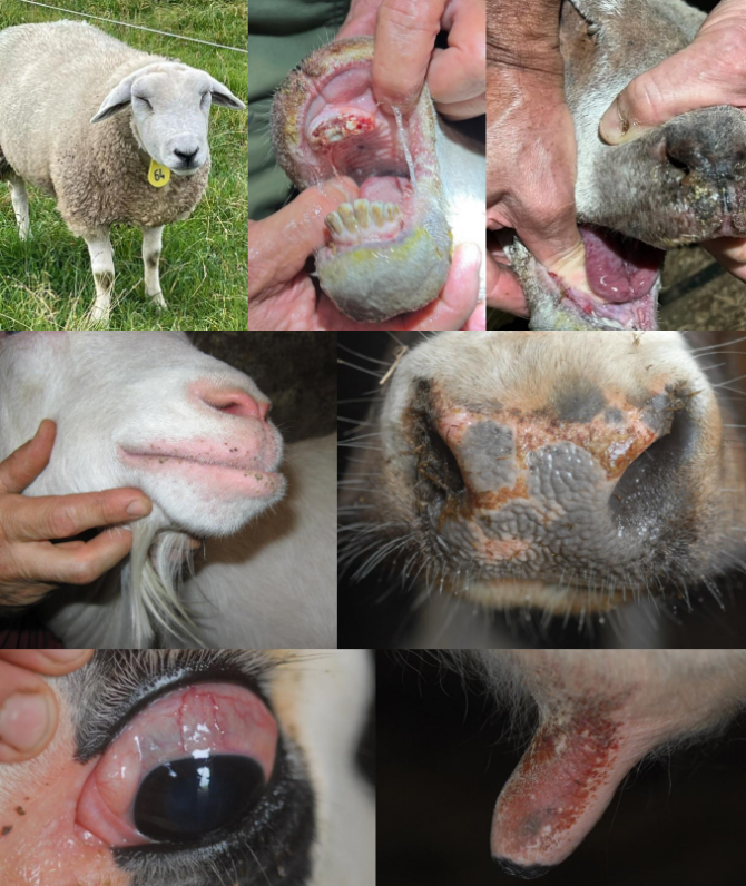 Clinical signs of bluetongue in sheep, goats and cows (pictures by Royal GD)