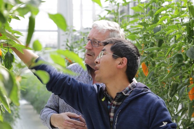 Richard Visser visits a greenhouse with bell peppers at plant breeding company Shouguang Vegetable Corporation in Weifang, 2018. Photo: Richard Visser