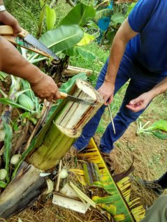 Path of Panama disease fungus established for the first time
