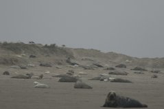 Grote groepen zeehonden