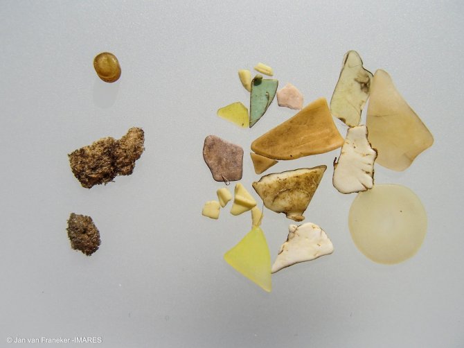 Example of plastics ingested by a fulmar. Sample FAE-2011-X29, with single preproduction plastic pellet (diameter 4-5mm) at top left.