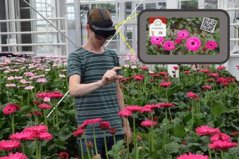 AR glasses tell if gerbera can be harvested  