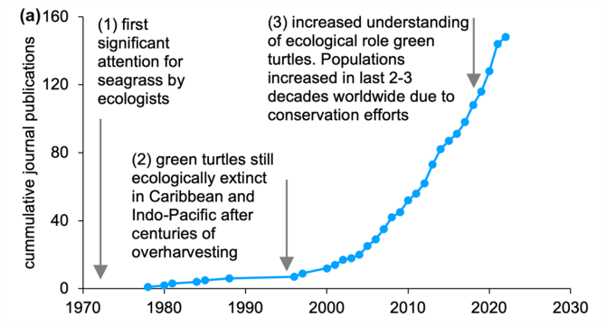 Figure 1: The number of publications on seagrass and green turtle grazing in peer-reviewed journals is accelerating over time (Web of Science, Scopus, Google Scholar 1960-2022, SI text 1), mirroring the recovery of green turtle populations.
