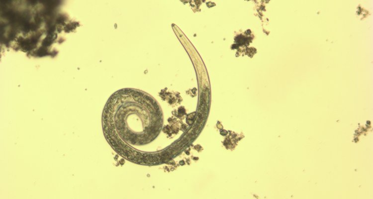 Nematodes