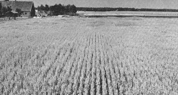 Fieldstation ‘the Sinderhoeve’ june 24,1959. On the foreground an irrigation experiment whith oats. Some spots in the field shows the effects irrigation experiments.