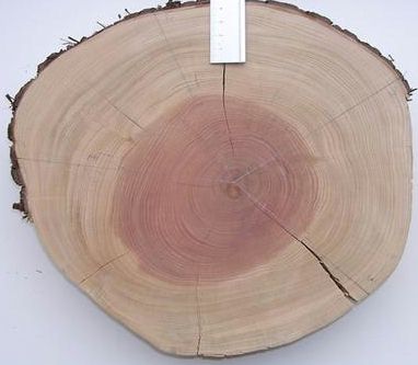 Tropical Dendrochronology - WUR
