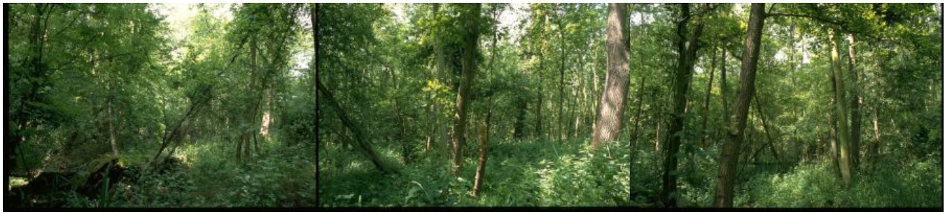 De Horsten, een koninklijk bosreservaat