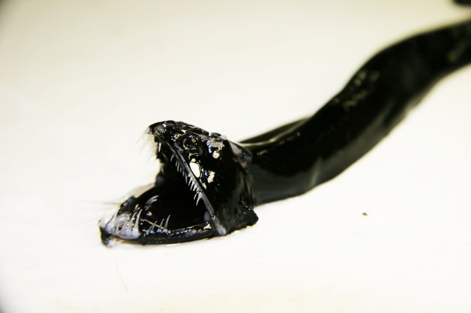 Scaleless black dragonfish (Melanostomias bartonbeani)