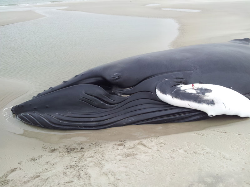 De bultrug die was gestrand op de Razende Bol in december 2012, was een onvolwassen vrouwtje (Johanna).