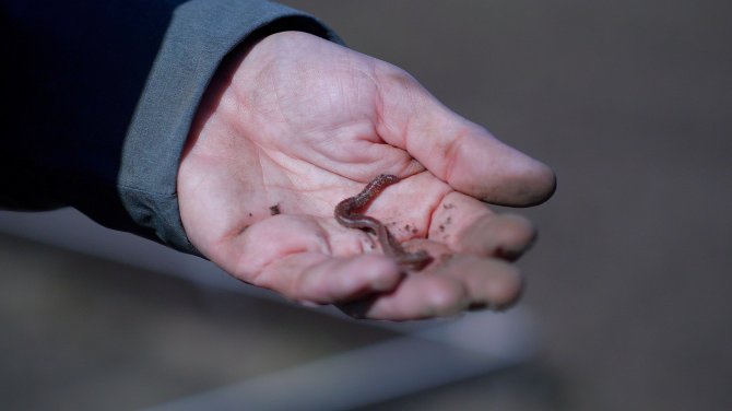 Aardworm in hand uit wormhotel