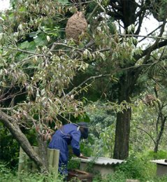 Beekeeper working in an Apis cerana colony in Yunnan (China), with a big Vespa velutina nest above his head (photo courtesy Peter Neumann)