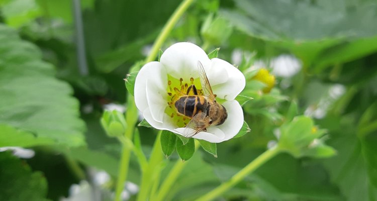 Honey Bees Pollinate Soft Fruit