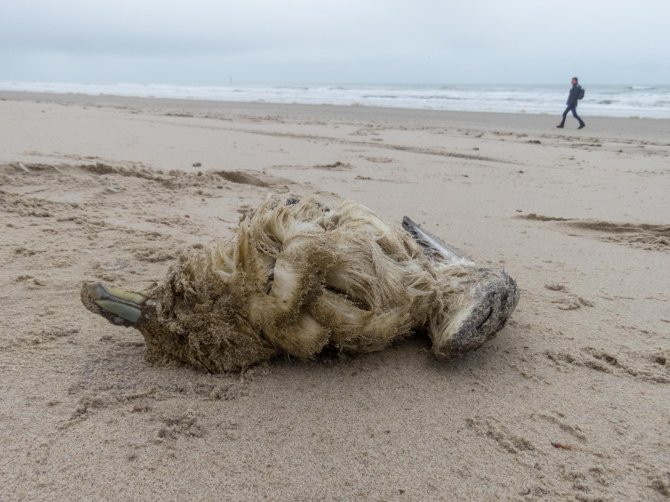 Volunteers walking the coastlines to search for beached fulmars are indispensable.