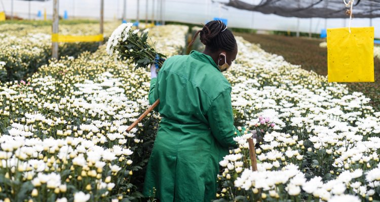 Flower sector alert Kenya