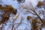 Canopy of a mixture of Scots pine and Pedunculate oak in winter time (L.Goudzwaard)