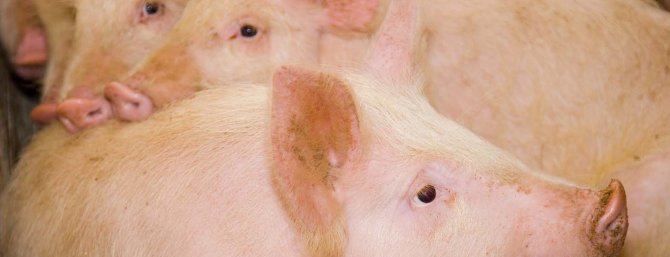 Focusing on group performance may also benefit the behviour and welfare of pigs. Recent studies show that pigs with a heritable positive effect on the growth of their pen mates show less harmful behaviours, such as tail biting. Providing a suitable environment troughout life further supports both welfare and efficiency.