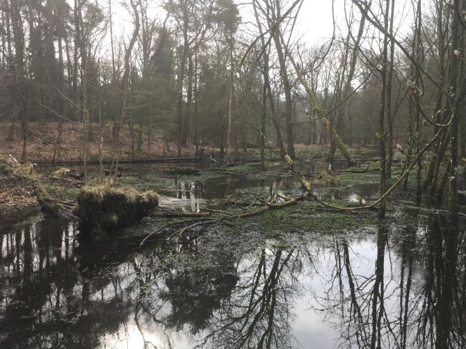 Where possible, the creek should be given room, allowing the water to sink into the sediments gradually, replenishing the groundwater, such as here, along the Leuvenumse beek (Credit: Ralf Verdonschot)