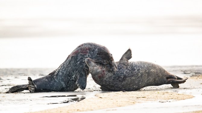 Vechtende zeehondenmannen (Foto: Jeroen Hoekendijk)