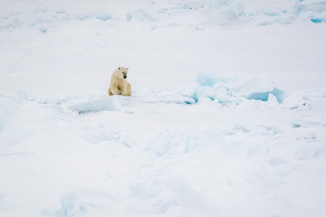 De MOSAiC-ijsschots werd regelmatig bezocht door ijsberen (foto: Christian Rohleder).