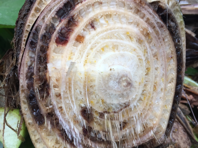 Cross section of a Cavendish banana stem infected by Fusarium odoratissimum (Tropical Race 4) that disseminates globally.