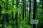 Broad leaved mixed Korean pine forest