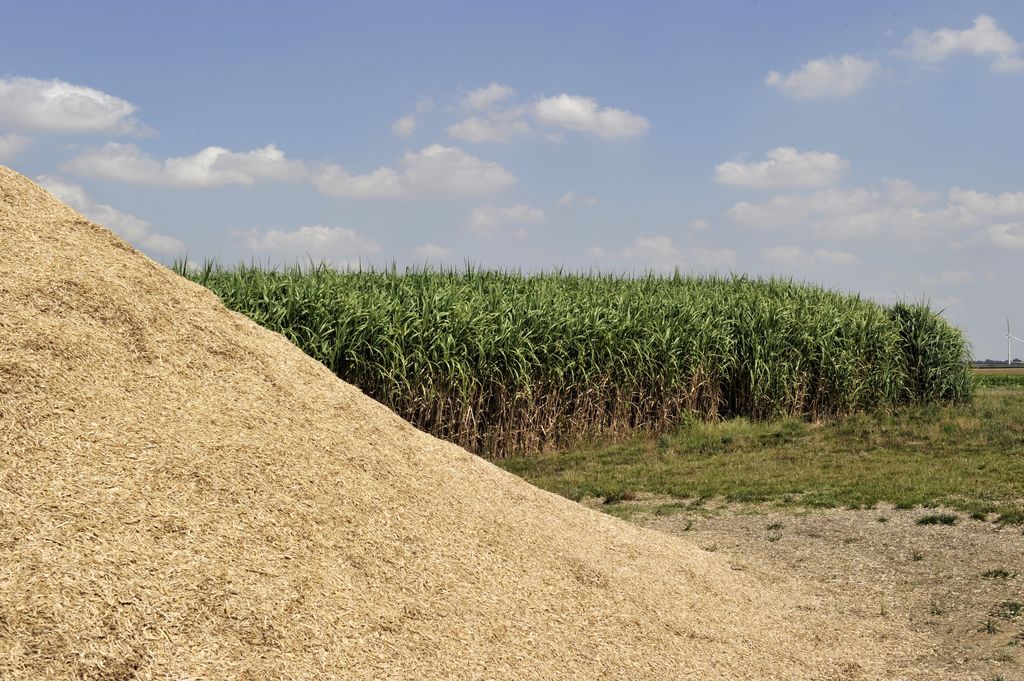 Chopped and a plot of Miscanthus (elephant grass), a crop that is suitable as a fuel, substitute for peat in potting soil and is considered a potential raw material for building materials