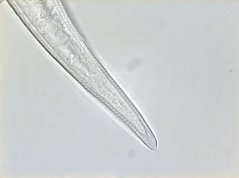 Hirschmanniella gracilis: female tail with terminal mucro