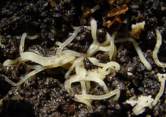 Enchytraeids (potworms)