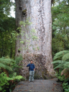 kauri.png