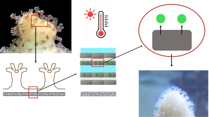 Coral bleaching in a nutshell: A healthy coral (top left) is pigmented because the cells of the coral animal contain pigmented microalgae (inlet bottom left and close up in the middle of the figure). When the seawater surrounding a coral warms up above a particular threshold, the microalgae are expelled from the coral cells (top right), leaving a transparent coral polyp (bottom right) that is still alive, but lacks its photosynthetic engine. Picture top left by Shai Shafir.