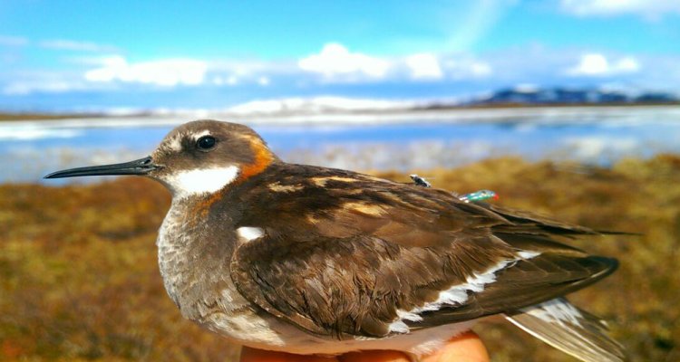 Expeditie Arctische zeevogels