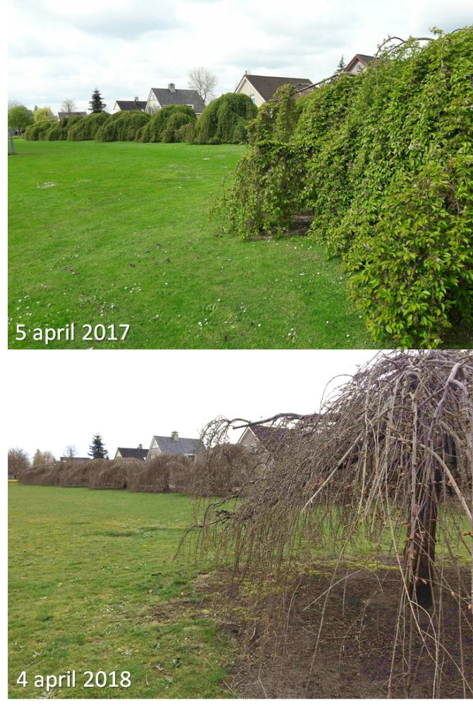 GrowApp-foto's van prunus op 5 april 2017 en 4 april 2018. Klik op de foto om de hele time-lapse video te bekijken (Bron: GrowApp.today)