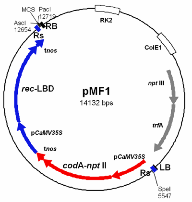 Figure 3. Vector map of pMF1