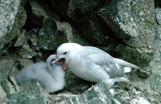 The Southern Fulmar (Fulmarus glacialoides) is a close relative of the Northern Fulmar, which we study intensively around the North Sea for monitoring of plastic ingestion (see link below). It’s the most common petrel on Ardery Island.