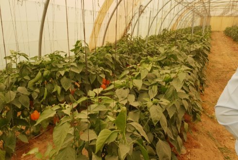 Growing fruits and vegetables at an average summer temperature of 45°C