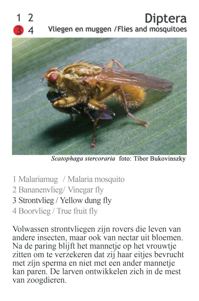 Vliegen en muggen: Diptera