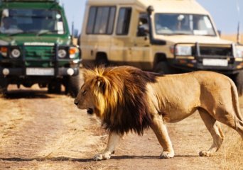 Human Wildlife Interactions