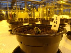 Young bean on moon soil simulant