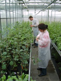 Sampling the plants by NVWA staff