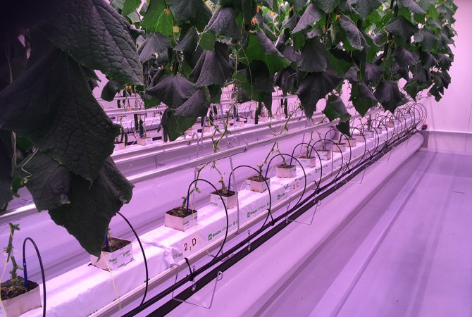 Vertical Farming in de glastuinbouw