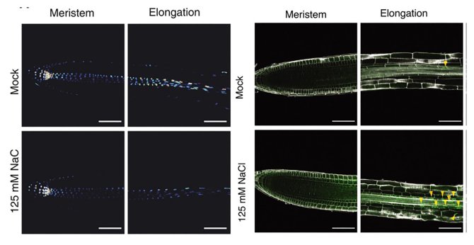 While salt leads to a decrease in auxin levels in roots (left), it increases the presence of the transcription factor LBD16 (right panels; yellow arrows) via a newly discovered pathway, allowing root branching in saline conditions. (Photo: Thijs de Zeeuw)