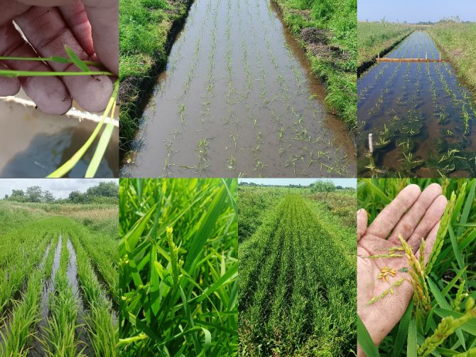 van links naar rechts en van boven naar beneden: Rijstplant, rijstveld in mei – juni – juli – augustus, rijstkorrels in september