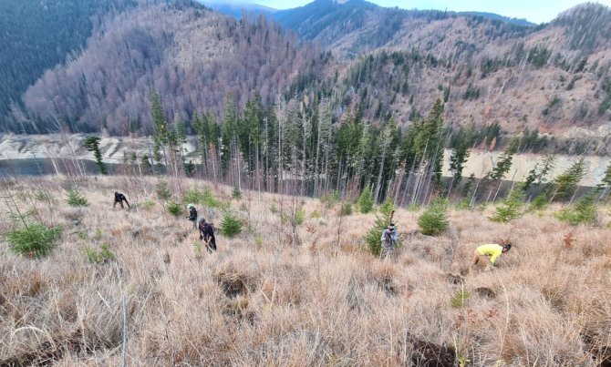 Forest restoration in Romania (photo Mihai Zotta)