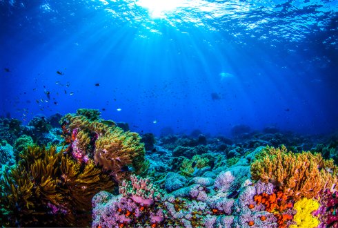 Resultado de imagem para coral reef curacao